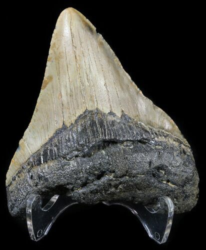 Bargain, Megalodon Tooth - North Carolina #54767